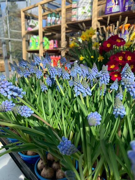 Grape hyacinths Jolys garden centre, Ballinacoola, Glenealy, Co. Wicklow, A67 X940